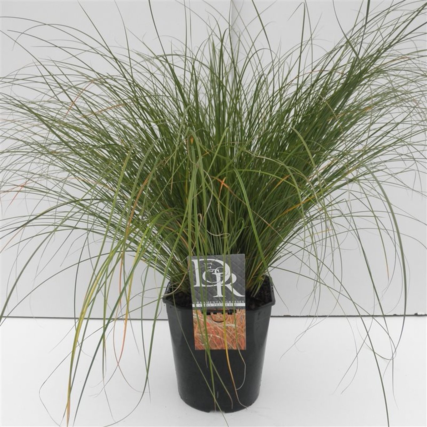 Starr – Carex testacea 'Prairie Fire' - C5